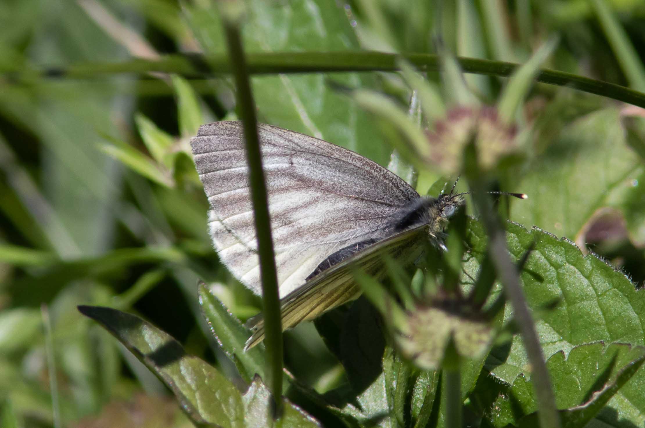 Miniature